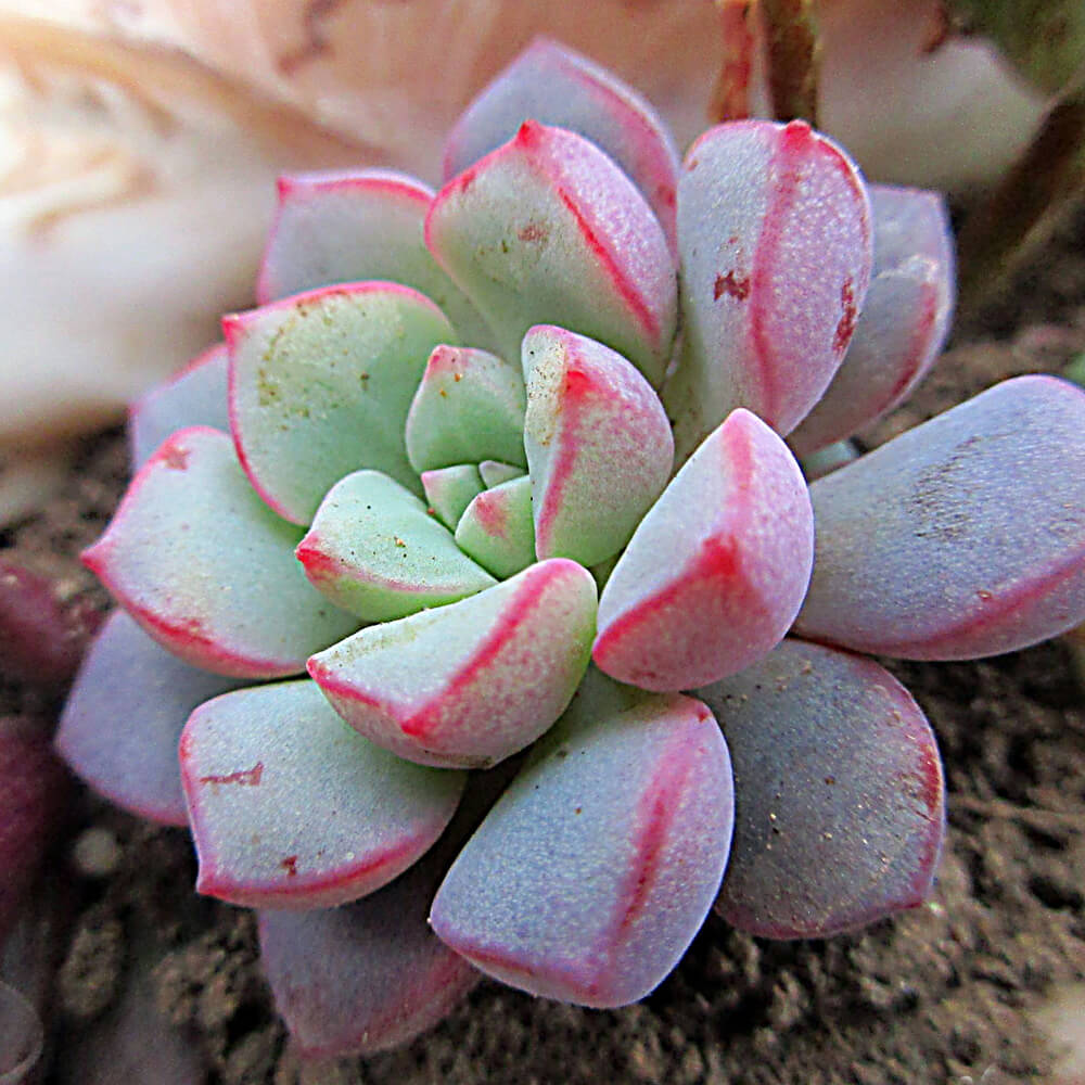 Echeveria subcorymbosa